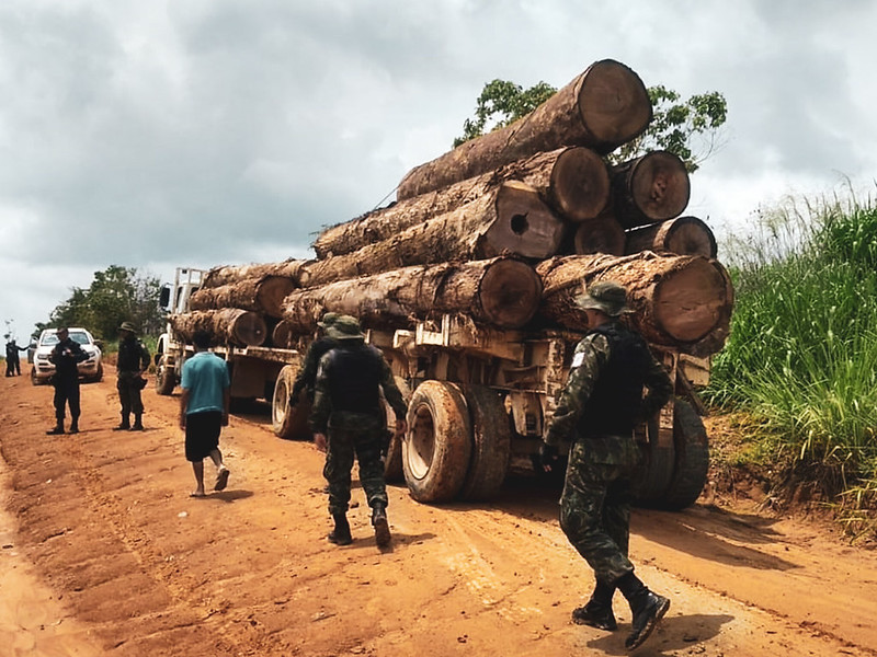 seized trucks piled with fallen rainforest trees