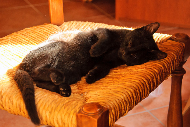 a black cat sleeps cutely on a chair